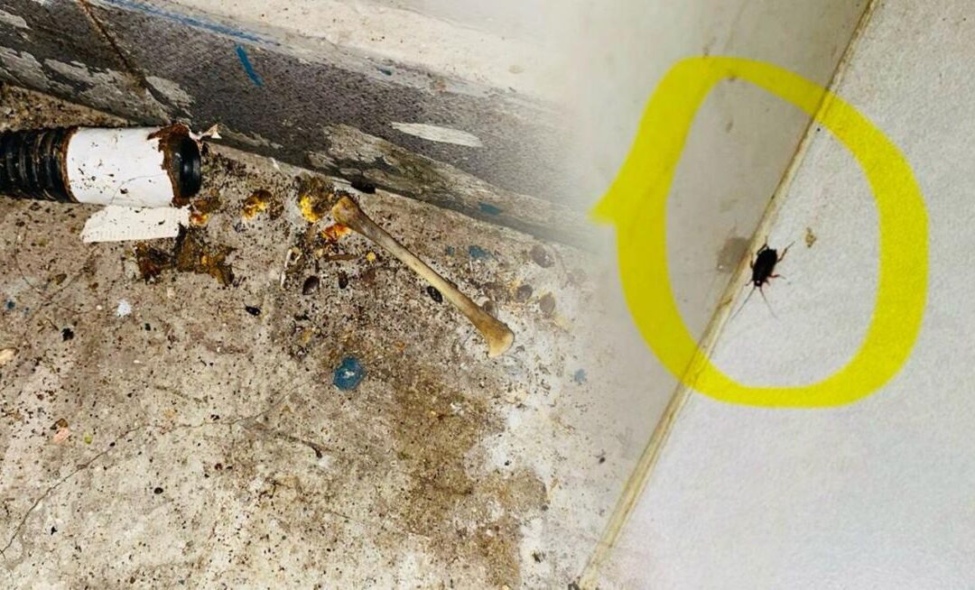 ¡Vuelve y juega! Por presencia de plagas cierran restaurante en la musical