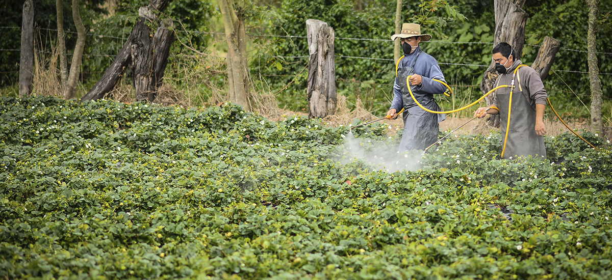 MinAgricultura